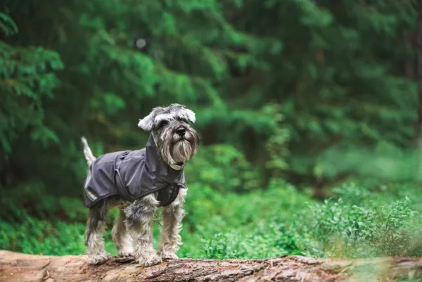Pomppa Sadetakit^Kuori koiran sadetakki, 31-34 cm, Graphite