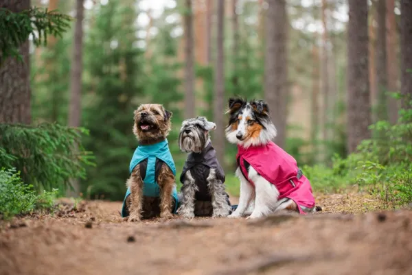 Pomppa Sadetakit^Kuori koiran sadetakki, 37-40 cm, Arctic