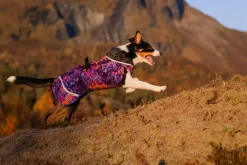 Pomppa Perus koirien talvitakki, 44 - 48 cm, Cosmos| Talvitakit