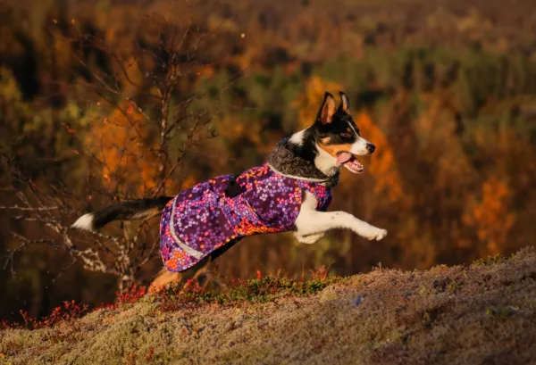 Pomppa Perus koirien talvitakki, 25 - 28 cm, Cosmos| Talvitakit