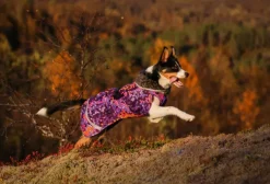 Pomppa Perus koirien talvitakki, 37 - 40 cm, Cosmos| Talvitakit
