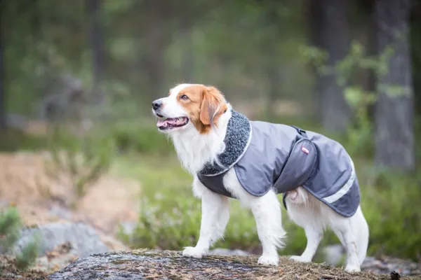 Pomppa Perus koirien talvitakki, 44 - 48 cm, harmaa| Talvitakit