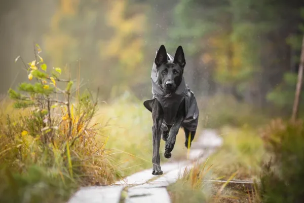 Pomppa Sade koiran sadetakki, 52 - 56 cm, harmaa| Sadetakit