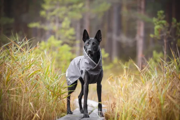 Pomppa Sade koiran sadetakki, 52 - 56 cm, harmaa| Sadetakit