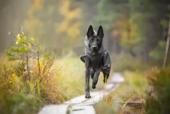 Pomppa Sade koiran sadetakki, 44 - 48 cm, harmaa| Outlet - Koiralle