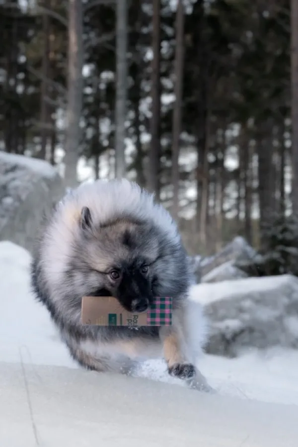 Raw for Paw Wild Duck makupalat| Makupalat