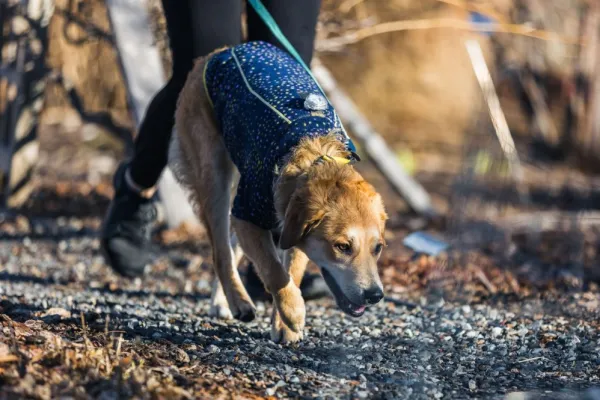 RuffWear Climate Changer Jacket koiran fleecetakki, Galaxy| Fleecetakit