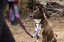 RuffWear Crag Ex Leash koirien talutushihna, Alpine Dawn| Taluttimet