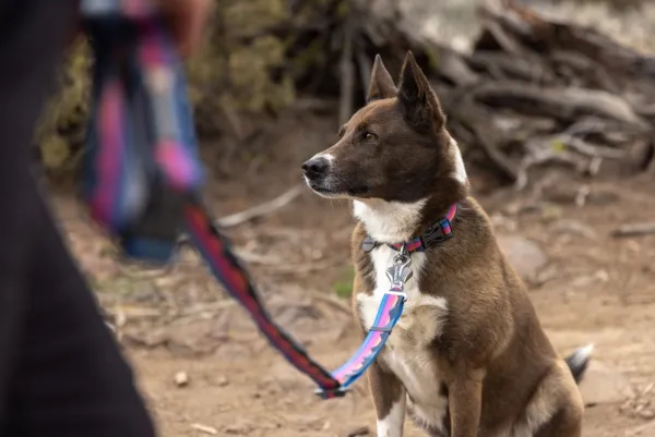 RuffWear Crag Ex Leash koirien talutushihna, Alpine Dawn| Taluttimet