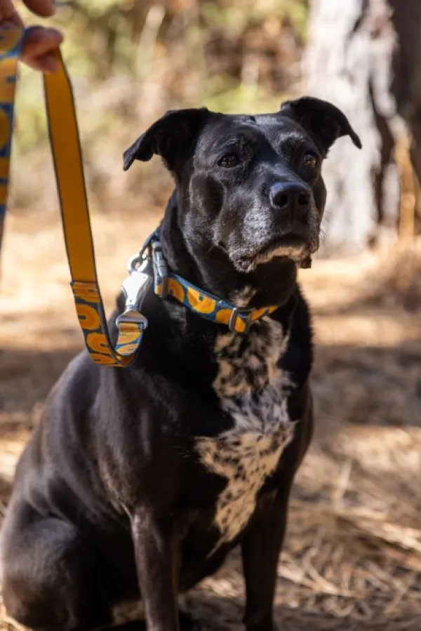 RuffWear Taluttimet^Crag Leash koiran talutushihna, Canyon Oxbow