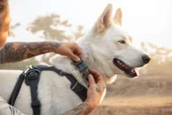 RuffWear Kaulapannat^Front Range Collar koiran kaulapanta, Reef Fish