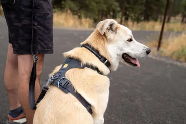 RuffWear Front Range Harness Blaze Orange L-XL| Valjaat