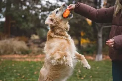 RuffWear Gnawt-a-Cone Toy Glacial Blue| Aktivointilelut