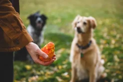 RuffWear Gnawt-a-Cone Toy Purple Orchid| Aktivointilelut