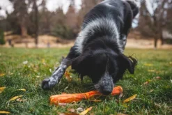 RuffWear Gnawt-a-Stick Toy Purple Orchid| Aktivointilelut