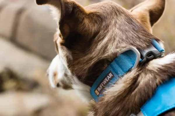 RuffWear Hi & Light Collar kaulapanta, harmaa| Kaulapannat