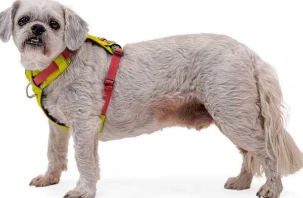 RuffWear Valjaat^Hi & Light Harness valjaat, harmaa