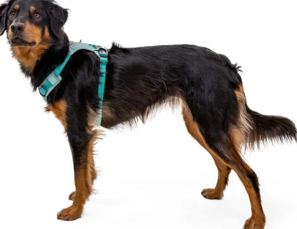 RuffWear Valjaat^Hi & Light Harness valjaat, harmaa