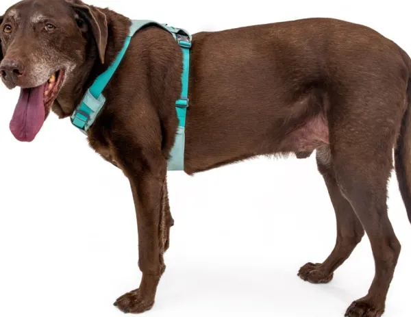 RuffWear Valjaat^Hi & Light Harness valjaat, harmaa