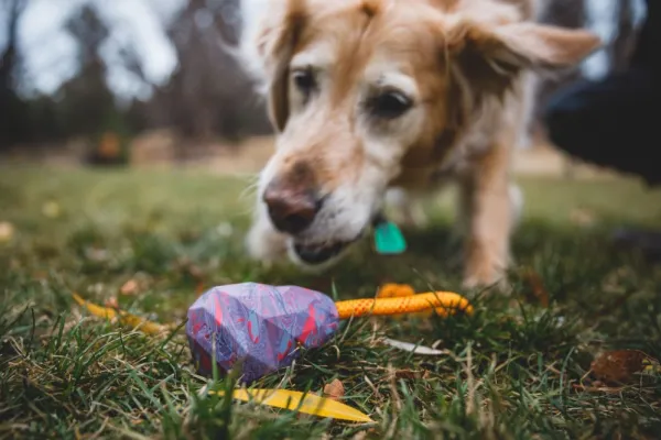 RuffWear Huck-a-Cone Toy Salamander Orange| Aktivointilelut