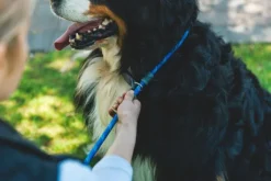 RuffWear Just-a-Cinch Leash koiran talutushihna, Obsidian Black| Kaulapannat