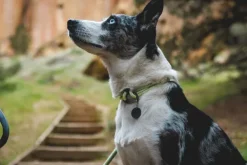 RuffWear Knot-a-Collar koiran kaulapanta, Obsidian Black| Kaulapannat