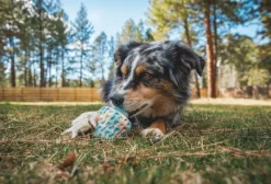 RuffWear Aktivointilelut^Morel koiran lelu, Blue Prism