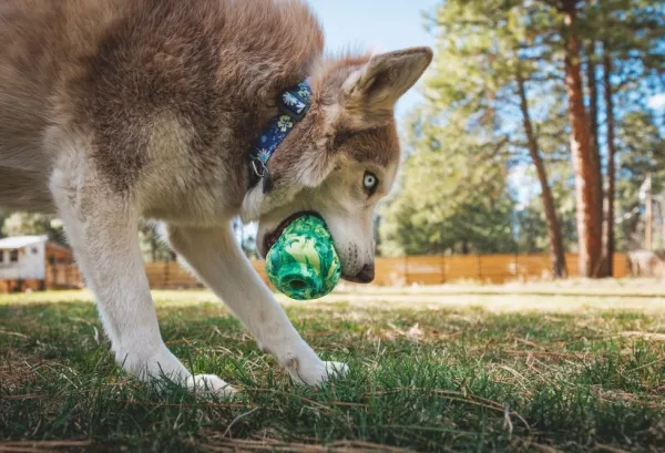 RuffWear Morel koiran lelu, Moss Green| Aktivointilelut