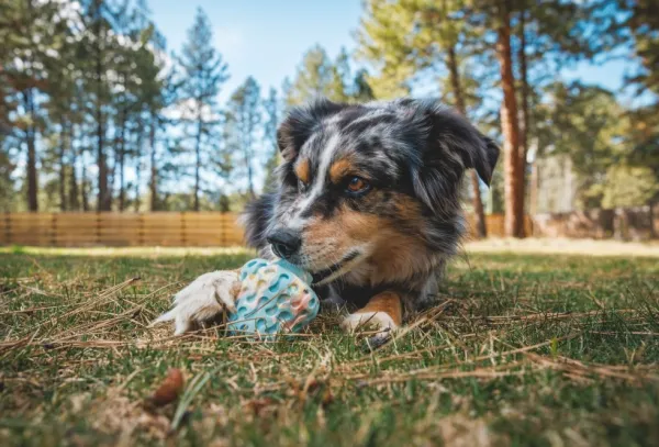 RuffWear Morel koiran lelu, Moss Green| Aktivointilelut