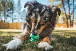 RuffWear Toadstool koiran lelu, Blue Prism| Aktivointilelut