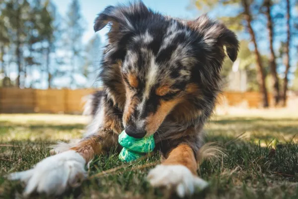 RuffWear Toadstool koiran lelu, Blue Prism| Aktivointilelut
