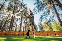 RuffWear Toadstool koiran lelu, Blue Prism| Aktivointilelut