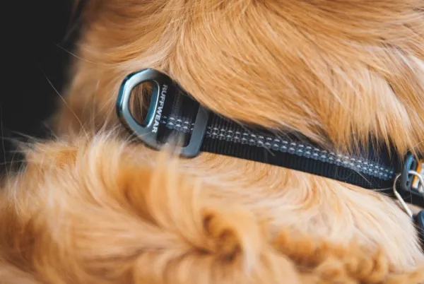 RuffWear Kaulapannat^Top Rope Collar koiran kaulapanta, Basalt Gray