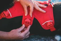 RuffWear Web Master Harness River Rock Green| Valjaat