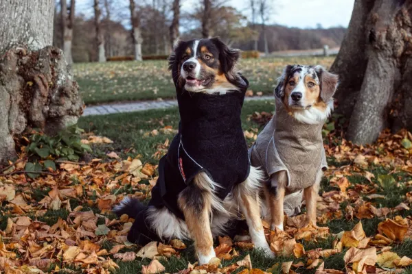 Siccaro Kuivausloimet^Solution kuivausloimi, Sand 40 (M)