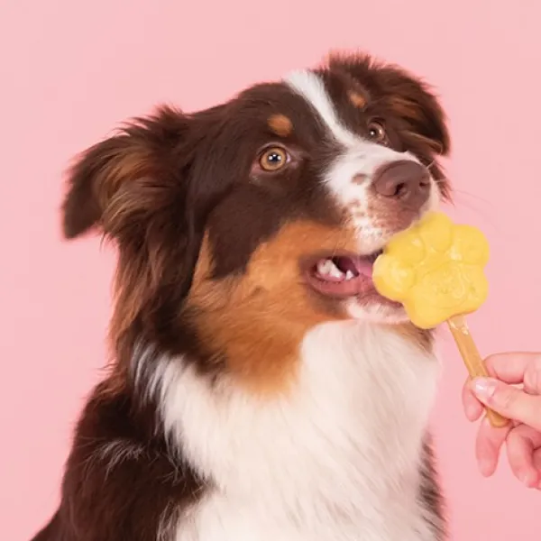 Smoofl Makupalat^Dog Ice Form muotit koiran jäätelölle, M