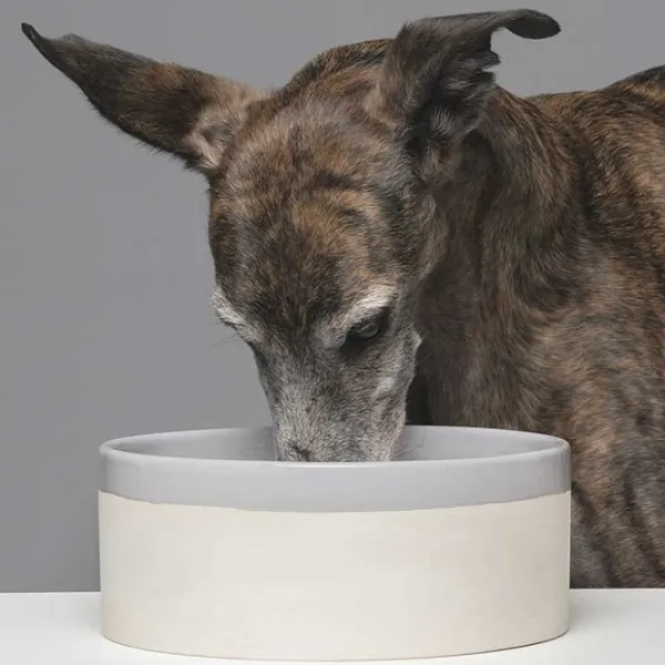 Swaggin Tails Käka koirankuppi, 2,5 l beige/harmaa| Outlet - Koiralle