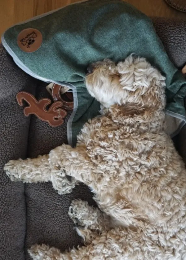 Swaggin Tails koiran huopa, L, vaaleanharmaa| Outlet - Koiralle