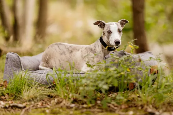 Swaggin Tails Koiranpedit^koiranpeti Memory Foam -vaahdolla S, harmaa