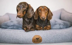 Swaggin Tails koiranpeti Memory Foam -vaahdolla M, harmaa| Koiranpedit