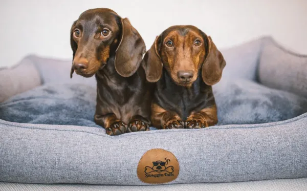 Swaggin Tails koiranpeti Memory Foam -vaahdolla M, harmaa| Koiranpedit