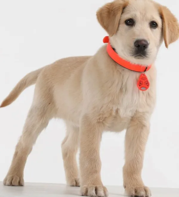 Tickless Punkit Ja Ulkoloiset^PET punkkikarkotin