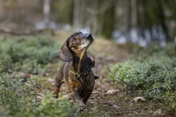Tracker Bark koiranseurantalaite| Koiratutkat