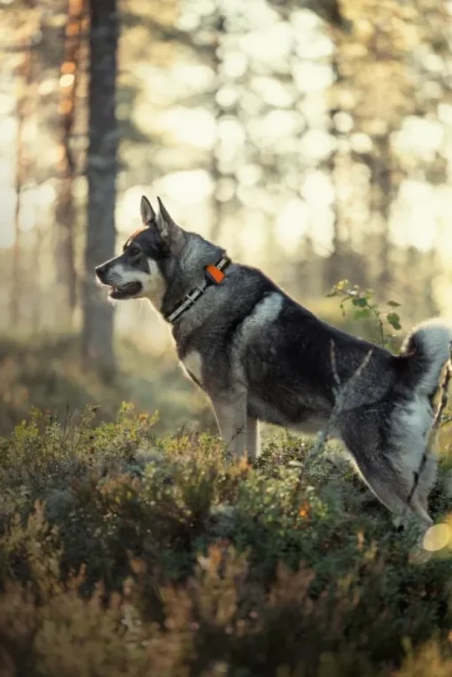Tracker Bark koiranseurantalaite| Koiratutkat