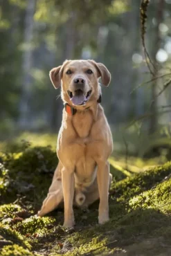 Tracker Bark koiranseurantalaite| Koiratutkat