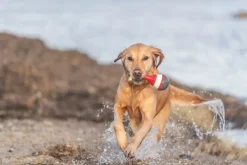 Trixie Aktivointilelut^Aqua Toy Snack Buoy 19 cm