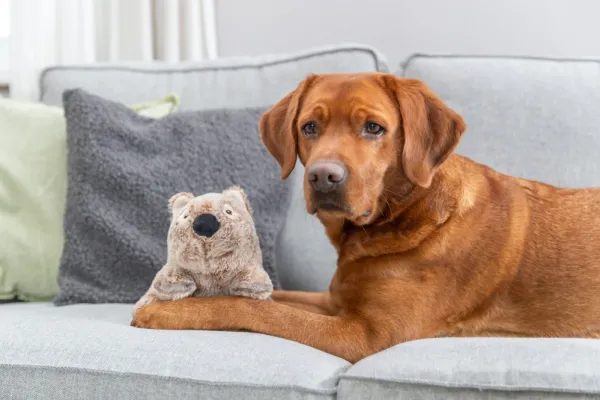 Trixie Pehmeät Lelut^Be Eco Koala kierrätetystä polyesteristä Plysch 25 cm