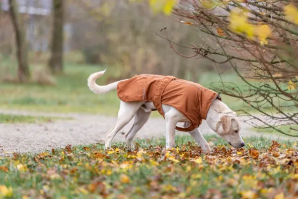 Trixie Sadetakit^Citystyle Dublin Rain Coat koiran sadetakki, 33-36 cm, Rust