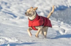 Trixie Talvitakit^Explore Thermo Winter Coat koiran talvitakki, 35-40 cm, Sangria