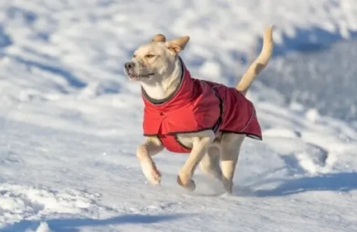 Trixie Talvitakit^Explore Thermo Winter Coat koiran talvitakki, 62 cm, Sangria